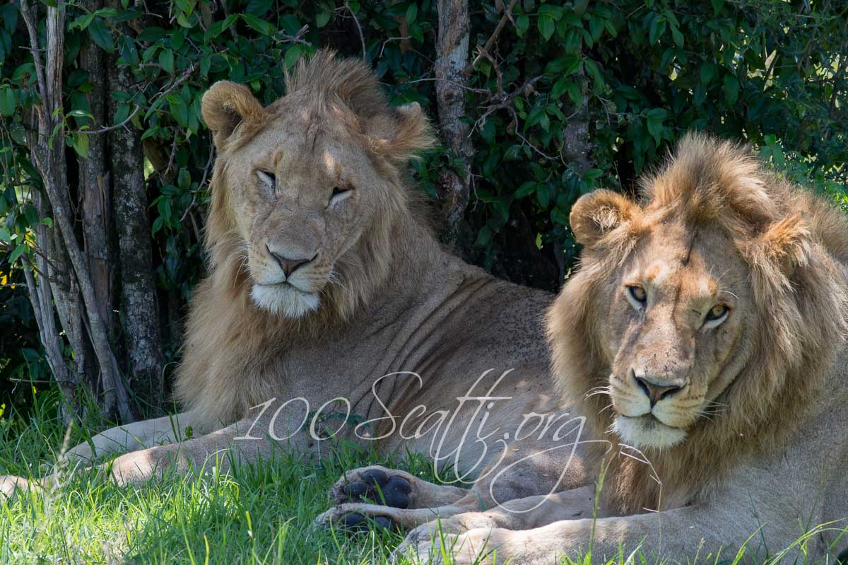Kenya safari 09.jpg